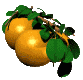 obst_026.gif (13351 octets)