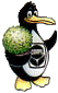 compo_salade.gif (3790 octets)