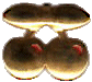 cerise_2.gif (5622 octets)