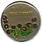 smith kendon myrtille.gif (3994 octets)