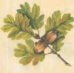 image0336.jpg (4703 octets)