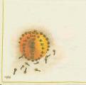 agrumes0009-1a.jpg (1938 octets)