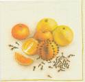 agrumes0009-1b.jpg (2673 octets)