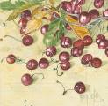 cerises0005b.jpg (4291 octets)