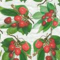 cerises0023-1.jpg (4701 octets)