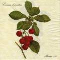 cerises0030-1.jpg (3111 octets)