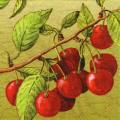 cerises0032-1.jpg (4203 octets)