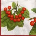 cerises0037-1a.jpg (3840 octets)
