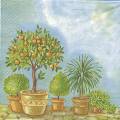 citron0003a.jpg (3425 octets)