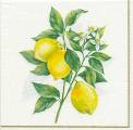 citron0009-3b.jpg (3276 octets)