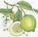 citron0010-2.jpg (3962 octets)