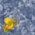 citron0033-3a.jpg (3338 octets)
