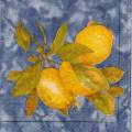 citron0033-3b.jpg (3621 octets)