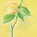 citron0053-1.jpg (2407 octets)