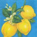 citron0061-2.jpg (3364 octets)