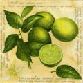 citron0090-2.jpg (3804 octets)