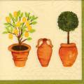citron0105-1.jpg (3299 octets)