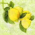 citron0108-1.jpg (3148 octets)