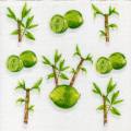 citron0109-1.jpg (3593 octets)