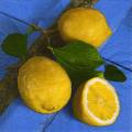 citron0115-1.jpg (3128 octets)