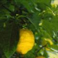 citron0116-1.jpg (2965 octets)