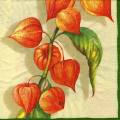 exo0066-1b.jpg (3774 octets)