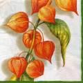 exo0066-5b.jpg (3798 octets)