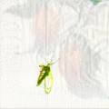 exo0072-1a.jpg (1867 octets)