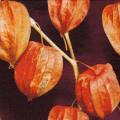 exo0080-1.jpg (3706 octets)