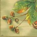 foret0001-3a.jpg (3084 octets)
