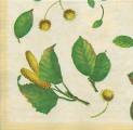 foret0018-1a.jpg (3222 octets)