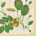 foret0018-1b.jpg (3656 octets)