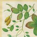 foret0018-1c.jpg (3804 octets)