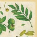 foret0018-1d.jpg (3527 octets)