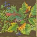 foret0026-3b.jpg (3912 octets)