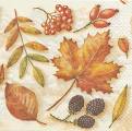 foret0027-1b.jpg (4369 octets)