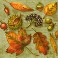 foret0027-2a.jpg (4028 octets)