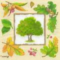 foret0029-1.jpg (3945 octets)