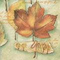 foret0031-1b.jpg (3533 octets)
