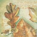foret0031-1c.jpg (3838 octets)