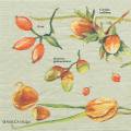 foret0035-1a.jpg (3401 octets)