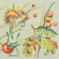 foret0035-1b.jpg (3818 octets)