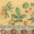 foret0040-1a.jpg (3635 octets)