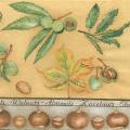 foret0040-1b.jpg (3619 octets)