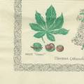 foret0044-1a.jpg (2646 octets)
