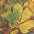 foret0046-1a.jpg (3917 octets)