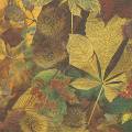 foret0046-1b.jpg (3723 octets)