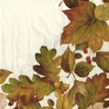 foret0052-1.jpg (3679 octets)