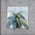 foret0064-2b.jpg (3739 octets)