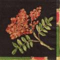 foret0067-1.jpg (3514 octets)